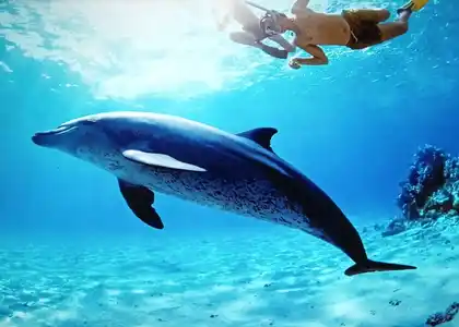 Dom-delfinów-Hurghada-pływać-z-delfinami-Wycieczka-Hurghada-Dom-delfina-Wycieczka-Dom-delfinów-w-Hurghadzie-pływanie-z-delfinami