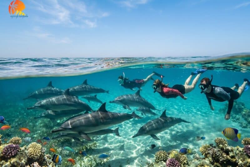 Rafa Sataya z Marsa Alam – Dolphin Reef, snorkeling i delfiny
