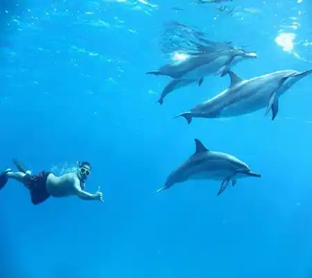 wycieczki-hurghada-wycieczka-Dom-delfinów-Hurghada-wycieczka-dom-delfinów-hurghada-Wycieczka-do-Domu-Delfinów-hurghada-cena-Pływanie-z-delfinami-Hurghada