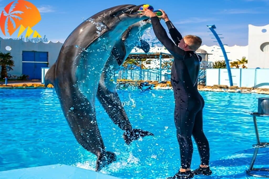 Delfinarium Hurghada | Pokaz delfinów