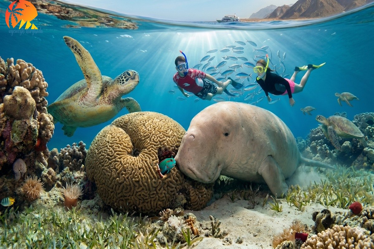 marsa mubarak. snorkeling with dugong (1)