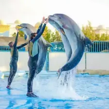 wycieczki-hurghada-Delfinarium-Hurghada-pokaz-delfinów-w-Hurghadadzie-pływanie-z-delfinami