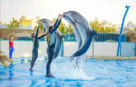 wycieczki-hurghada-Delfinarium-Hurghada-pokaz-delfinów-w-Hurghadadzie-pływanie-z-delfinami
