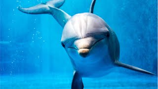Pływanie-z-delfinami-Hurghada-Delfiny-w-Egipcie-Delfinarium-w-Makadi-bay-Dom-delfinów-Marsa-Alam-pływać-z-delfinami-Pływanie-z-delfinami-Hurghada-Delfiny-w-Hurghadzie