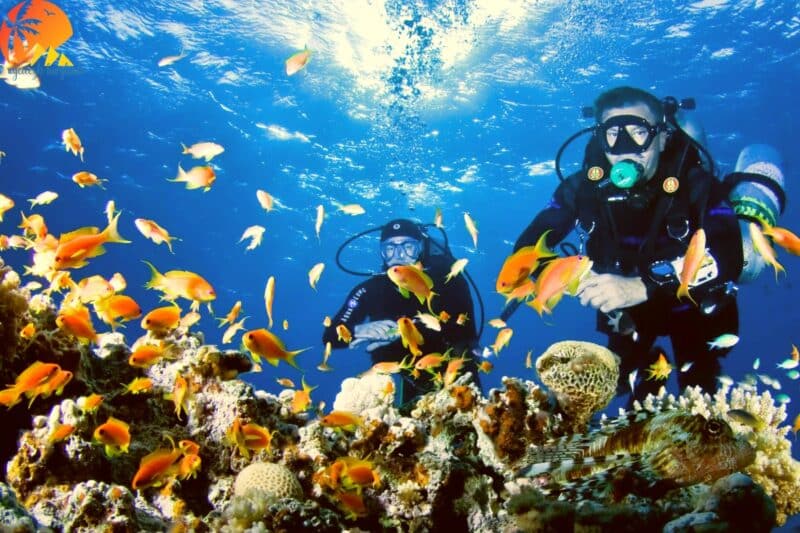 Nurkowanie Sharm El Sheikh
