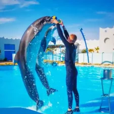 Pokaz-delfinów-w-Sharm-Wycieczka-na-pokaz-delfinów-delfiny-sharm-el-sheikh