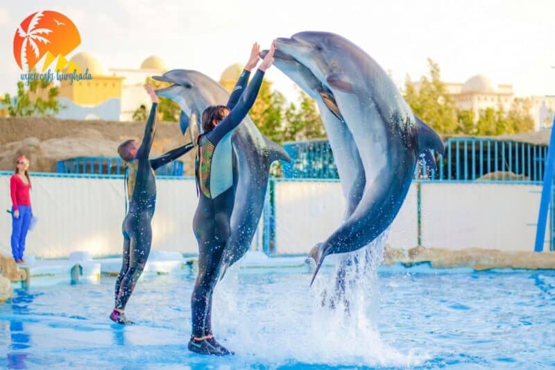 pokaz delfinów w sharm el sheikh