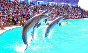 Pływanie-z-delfinami-w-sharm-Pokaz-delfinów-w-Sharm