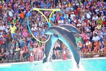 Hurghada-pływanie-z-delfinami-pokaz-delfinów-Hurghada-delfinarium-hurghada-dolphin-show-hurghada (1)