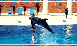 delfinarium-hurghada-dolphin-show-hurghada (2) (1)