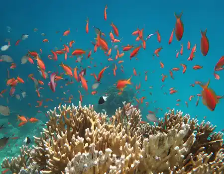 wycieczki Marsa Alam